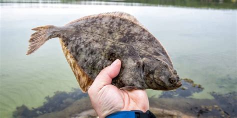Flounder Fish: What are They and How To Catch Them .